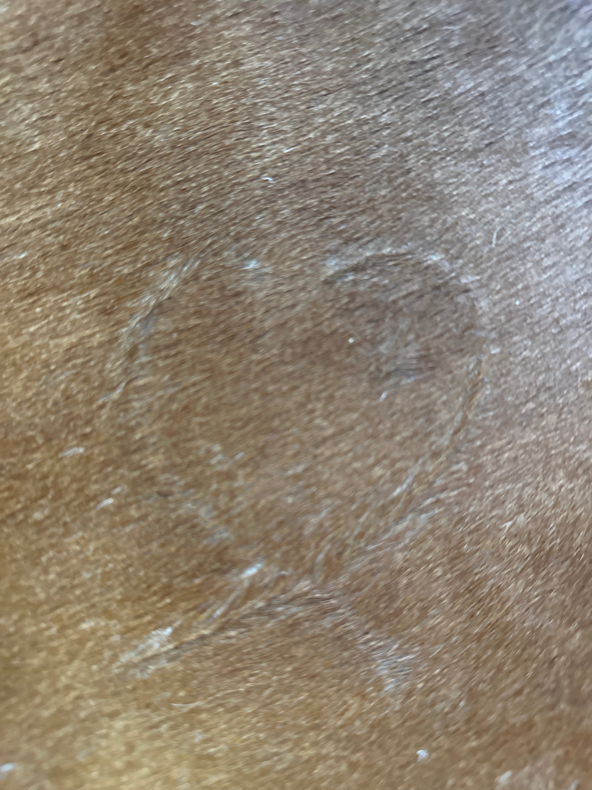 Speckled 6x6 cowhide